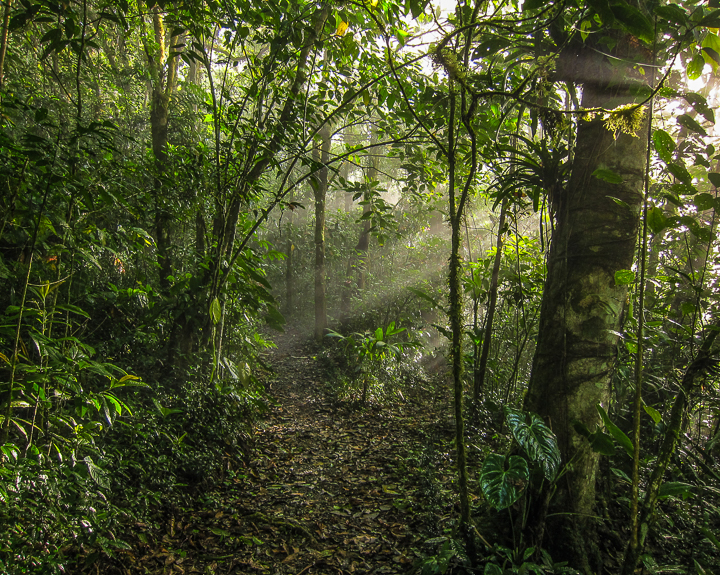 Finca Cantaros trail in the early morning.