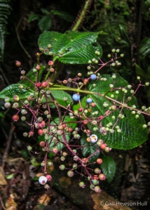 Ecuadorean melastome fruits