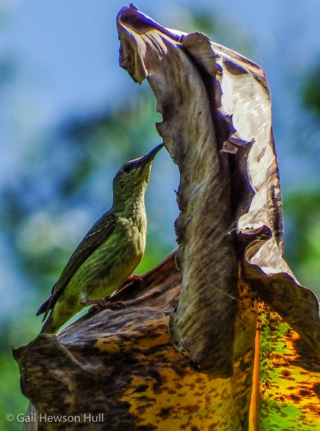 Immature male Red-legged Honeycreeper. Note insect nest in banana leaf.