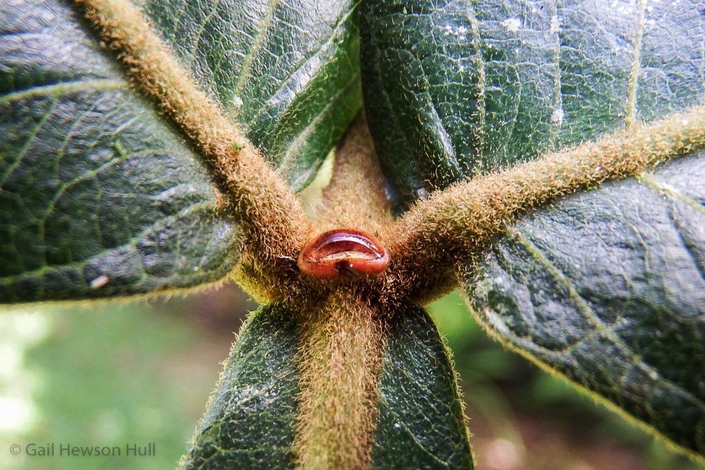 Extra-floral nectary, or gland, of an Inga sp. tree, offering liquid sugar