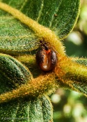 Ant drinking at an Inga nectary.