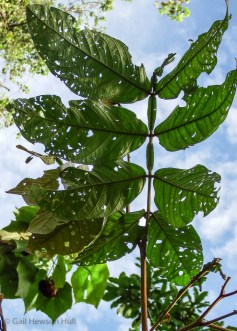 An Inga leaf with eight leaflets. There is one gland between each pair; note herbivory.