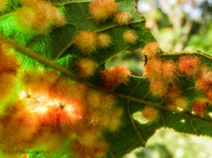 Colorful galls on an Inga leaflet attract tiny black insect. Galls are abnormal growths caused by insects, parasitic bacteria or fungi.