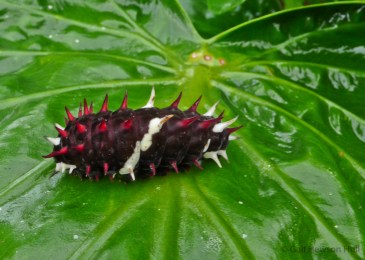Parides erithalion, butterfly at Finca Cantaros. ID by Isidro Chacon.