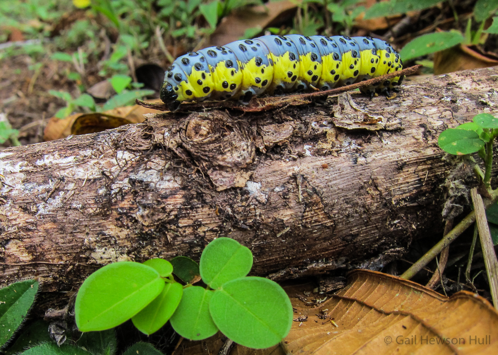 Lobeza medina, moth at Finca Cantaros. ID by Isidro Chacon.