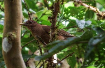 Clay-colored Thrush at Finca Cantaros, San Vito