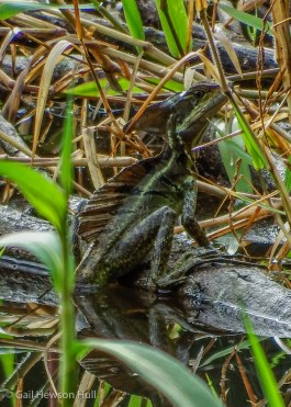 Male Common Basilisk at water's edge, Laguna Zoncho