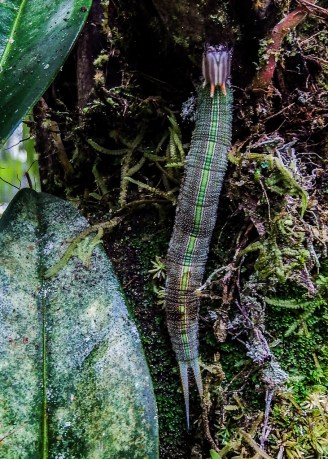 Opsiphanes quiteria, butterfly larva at Finca Cantaros. ID by Isidro Chacon.