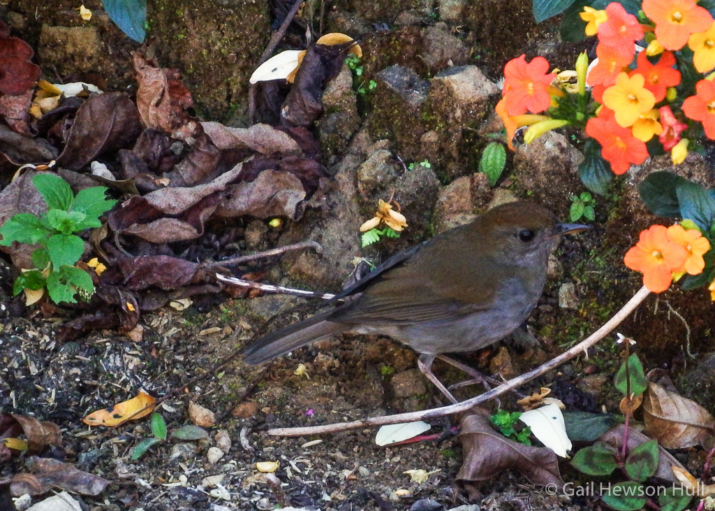 Ruddy-capped Nightingale-Thrush at San Gerardo de Dota