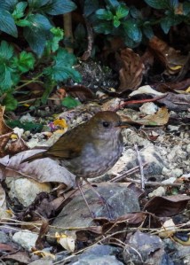 Ruddy-capped Nightingale-Thrush