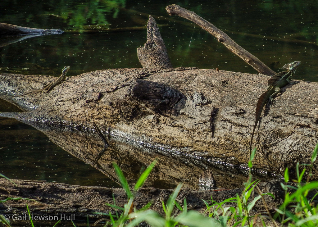 Common Basilisk, female, left; male right at Laguna Zoncho, Finca Cantaros