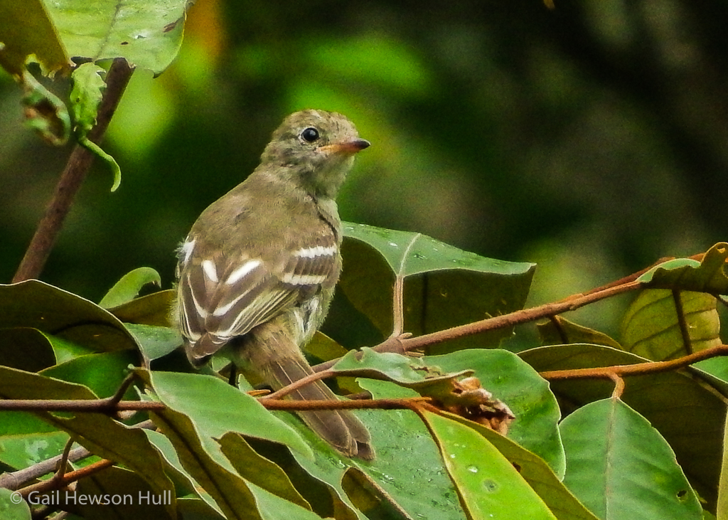 Juvenile Lesser Elaenia at Finca Cantaros