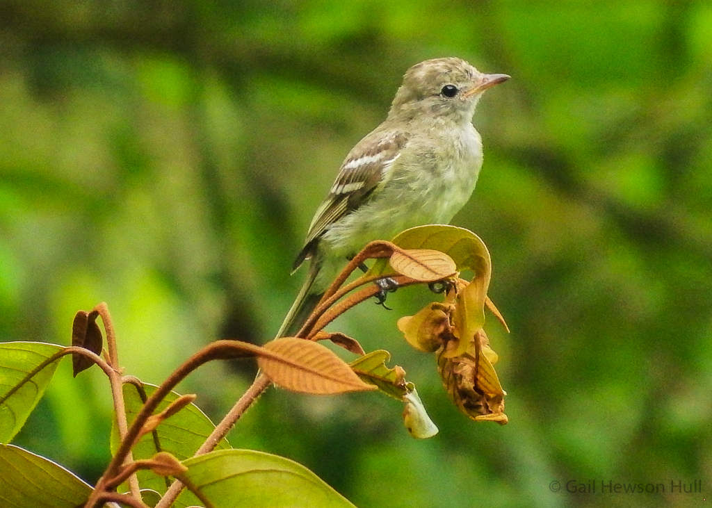 Juvenile Lesser Elaenia 