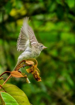 Juvenile Lesser Elaenia, Finca Cantaros