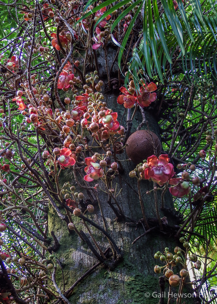 The Cannonball Tree, Couroupita guianensis. Large flowers develop on woody stalks on thick bark of main trunk and limbs. The round fruits are heavy and grow to 8 inches in diameter.