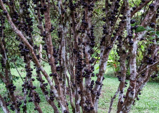 Fruits of Jaboticaba tree, Finca Cantaros