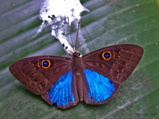 Mesosemia carissima, Finca Cantaros, feasting on minerals in bird excrement