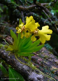 An small epiphytic orchid on the trail