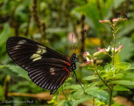 Heliconius doris viridis, Finca Cantaros