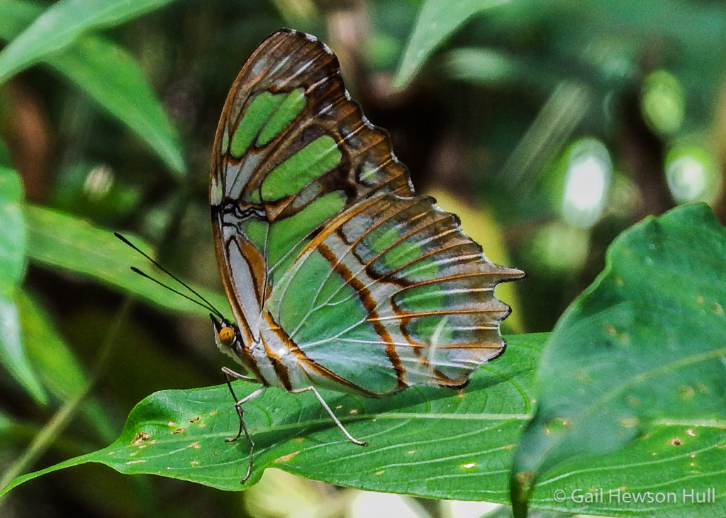 Siproeta stelenes biplagiata, known as the Malachite Butterfly, Finca Cantaros