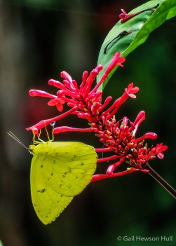 Sulphur Butterfly, Phoebis philea, Finca Cantaros