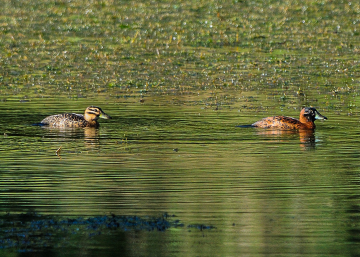 Female Masked Duck, left; male Masked Duck right on Laguna Zoncho. Photo: Marcho Tulio Saborio