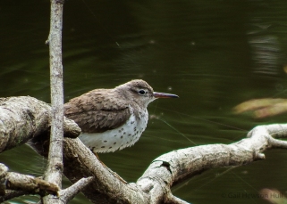 Spotted Sandpiper may appear at any time of year at the lake's edge.
