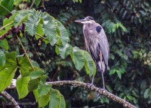 Great Blue Heron perches above Laguna Zoncho on a Cecropia branch.