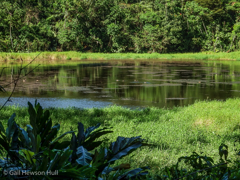 Laguna Zoncho, a wetland that attracts aquatic birds primarily in Costa Rica's dry season, December to March