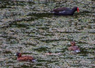 Common Gallinule with male Masked Duck, left; female Masked Duck, right.