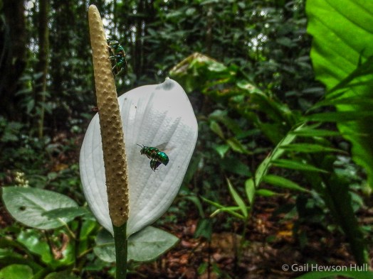 Spathiphyllum sp. being visited by orchid bee