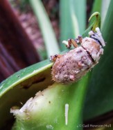 Scarab beetle covered with pollen paste after spending hours inside the spathe covering the Philodendron bipinnatifidum spadix