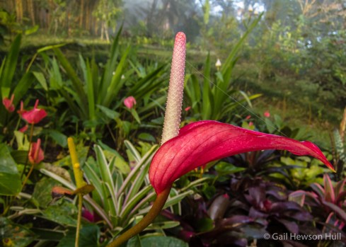 Anthurium flowers for the nursery trade, among the world's most popular tropical plants