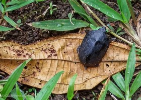 A recently hatched unidentified turtle found at the highest point of the Finca Cantaros property. Turtles are on their own from the moment the egg is laid. They remain solitary throughout their lives except at mating time when males must actively court females in order to be selected.
