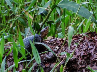 Common Snapping Turtle (Chelydra serpentine) at Finca Cantaros, sunning on a log at the edge of Laguna Zoncho. The female lays up to 80 eggs.