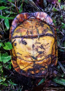 The plastron (underside) of the White-lipped Mud Turtle has a hinge, and the animal can completely withdraw into its shell, sealing the opening by closing the plastron against the carapace.