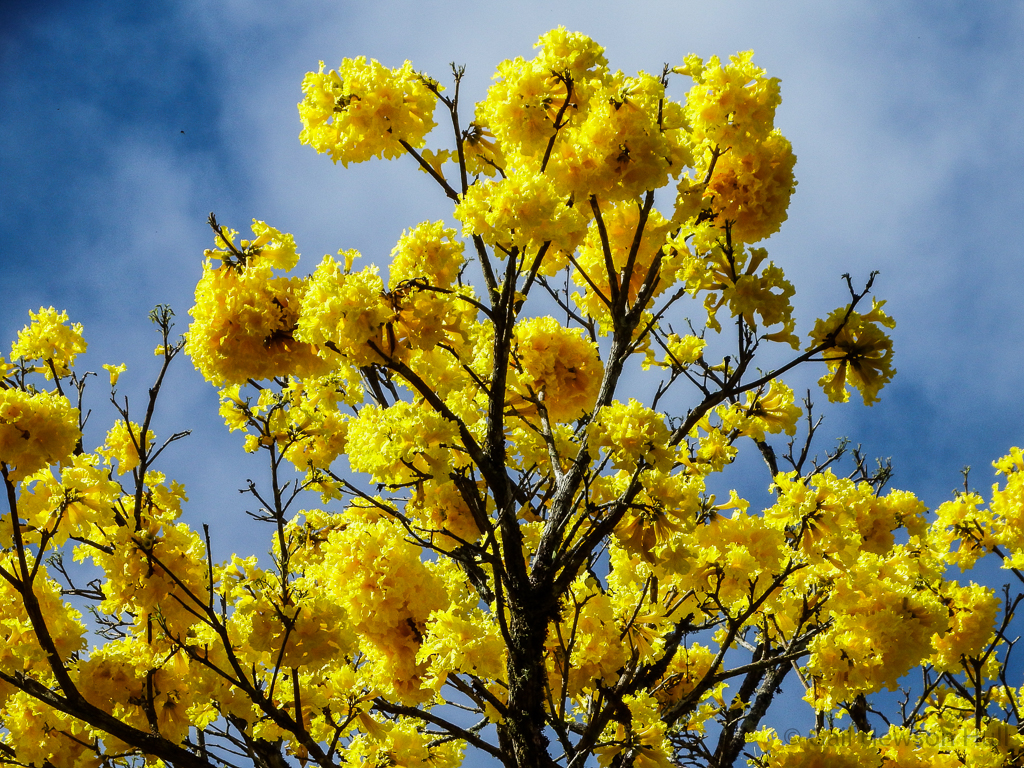 Crown of Tabebuia chrysantha (Corteza) blooming December 16, 2015 in Linda Vista de San Vito 