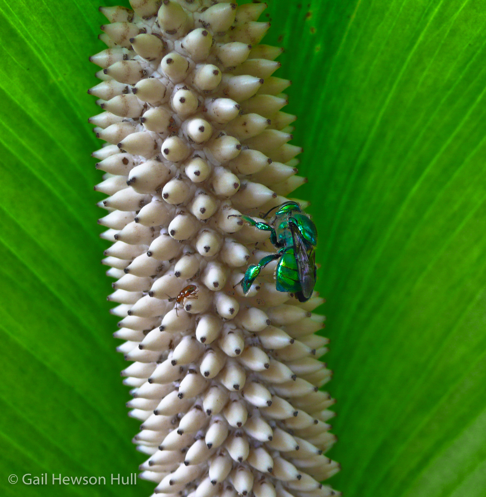 Peace Lily, Spathiphyllum sp., with green orchid bee, Eufriesea sp., Finca Cantaros 