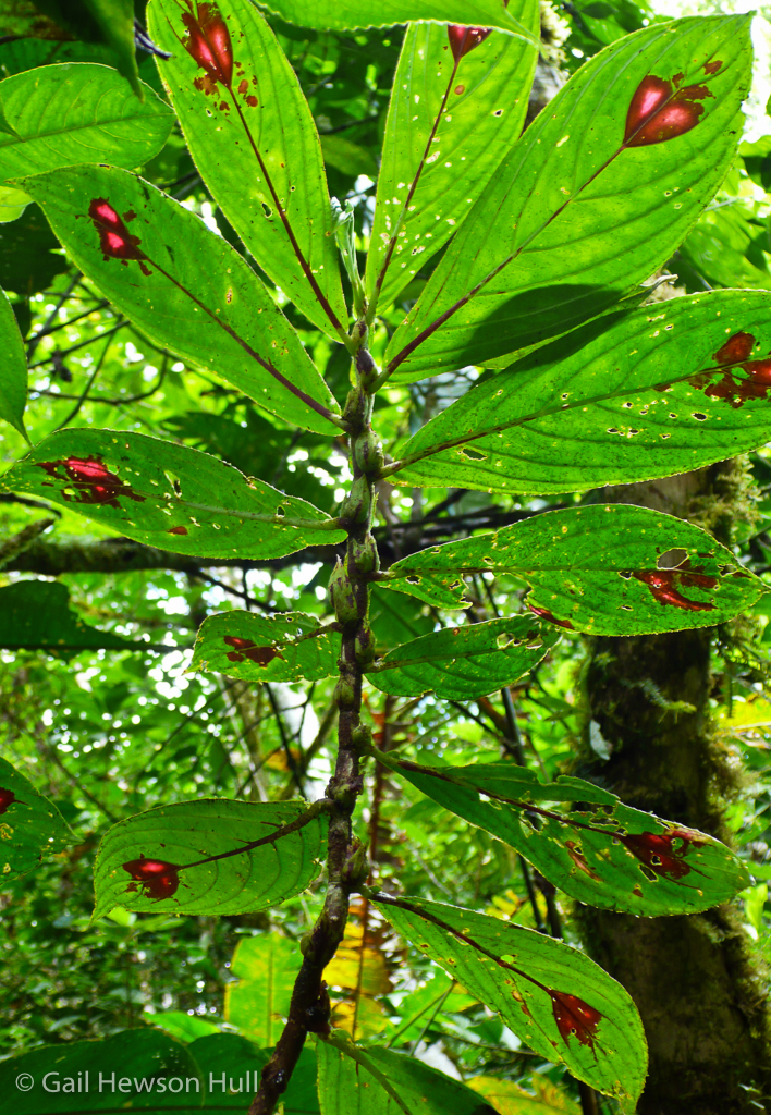 Columnea consanguinea, Family Gesneriaceae, Wilson Botanical Garden, San Vito de Coto Brus