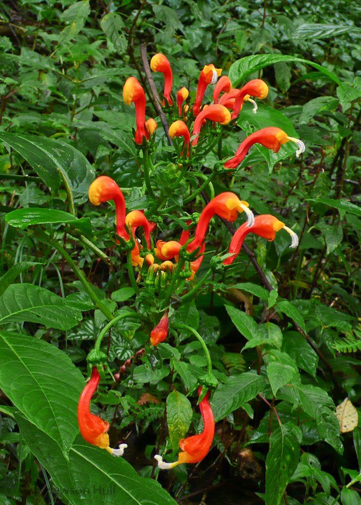 Native plant, Centropogon granulosus, Family Campanulaceae, Finca Cantaros