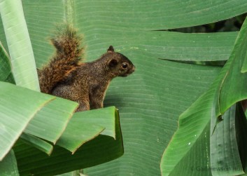 Red-Tailed Squirrel, Finca Cantaros
