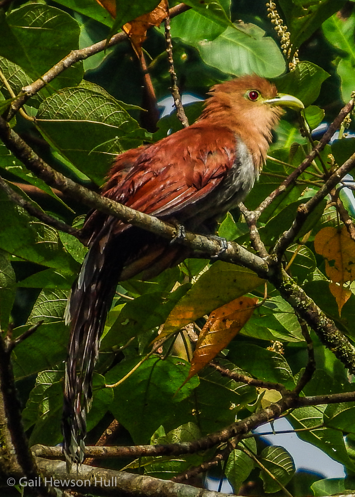 Squirrel Cuckoo, Finca Cantaros, Linda Vista de San Vito