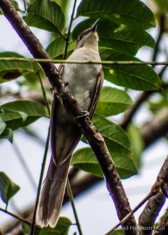 Black-billed Cuckoo, Cuenca de Oro, San Vito de Coto Brus