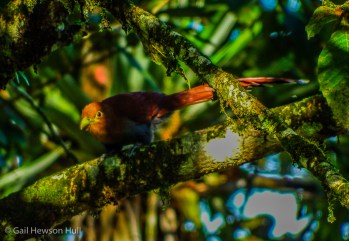 Squirrel Cuckoo, Finca Cantaros