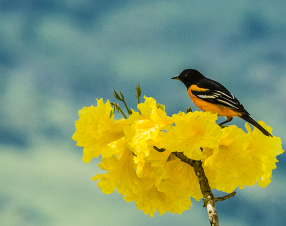 Baltimore Oriole on Tabebuia crysantha, Linda Vista de San Vito, by Harry Hull III