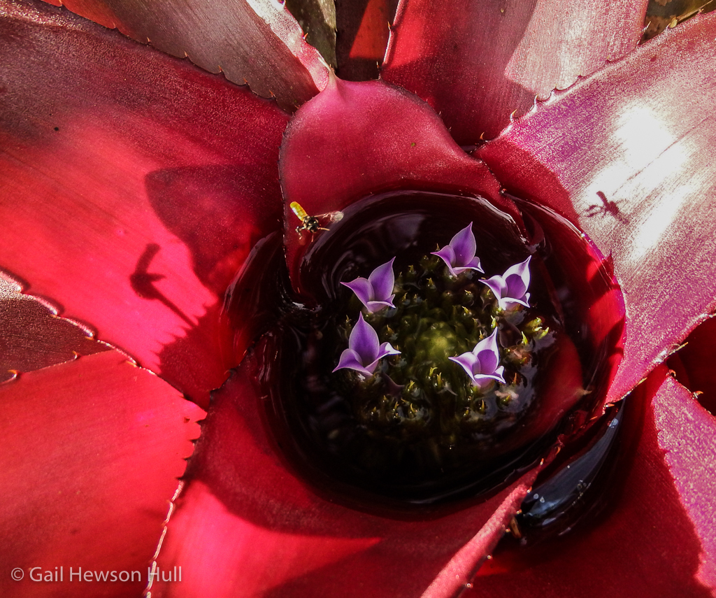 Bromeliad at Finca Cantaros