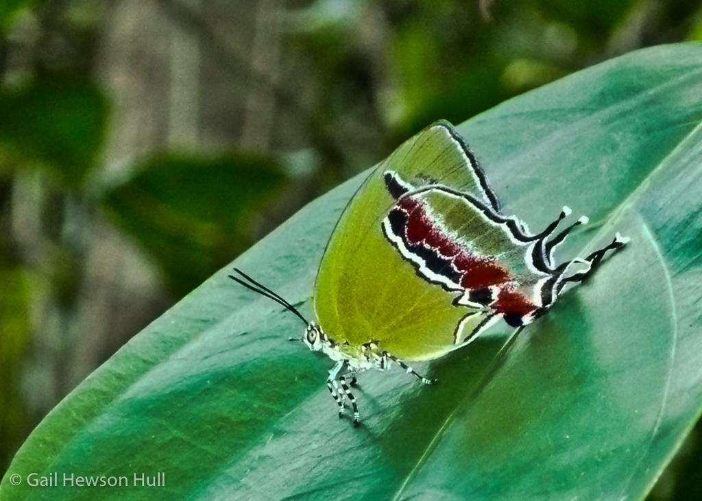Evenus batesii, subfamily Lycaeninae, forest near Chan Chich, Belize.
