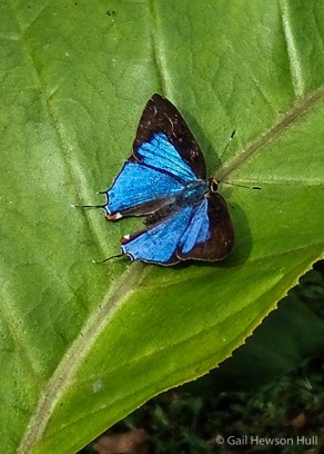 Lycaeninae, sp, Finca Cantaros, San Vito, Costa Rica. No ID possible without seeing the ventral wings. 