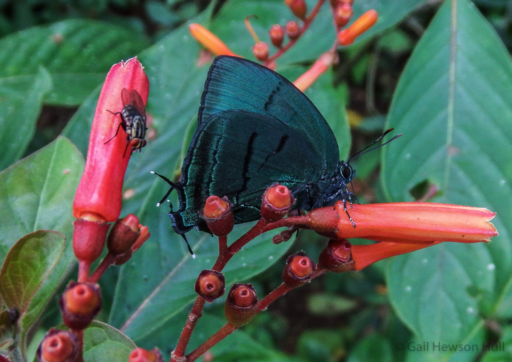 Theritas mavors, in the subfamily Lycaeniinae