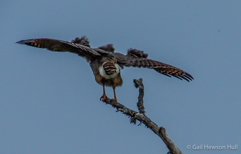 Fluffing mantle and scrapularl feathers.